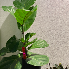 Load image into Gallery viewer, Plant Marker / Stick