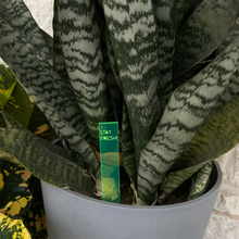 Load image into Gallery viewer, Plant Marker / Stick